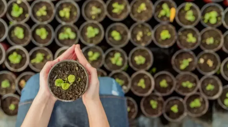 AHC50422-diploma-of-horticulture