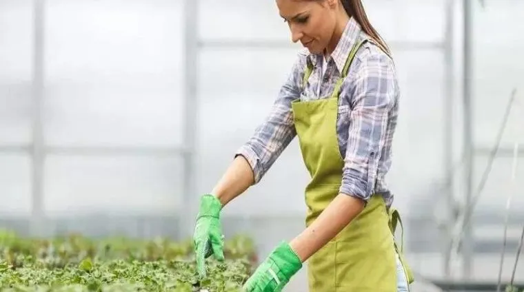 AHC31124 Certificate III in Nursery Operations